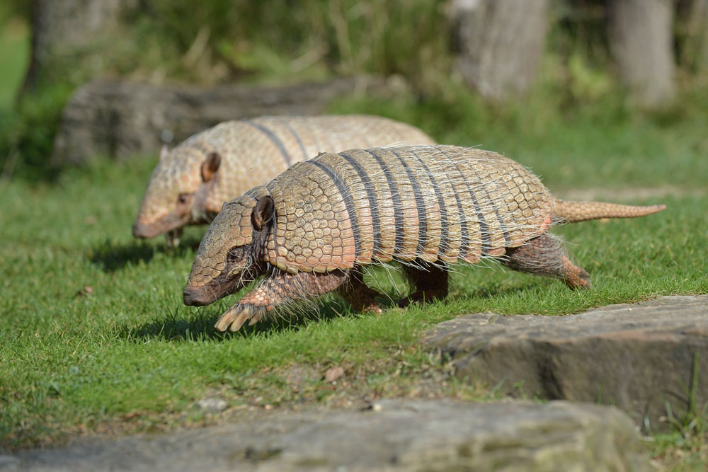 Wilma und Fred, die Gürteltiere aus dem Erlebnis Zoo Hannover.