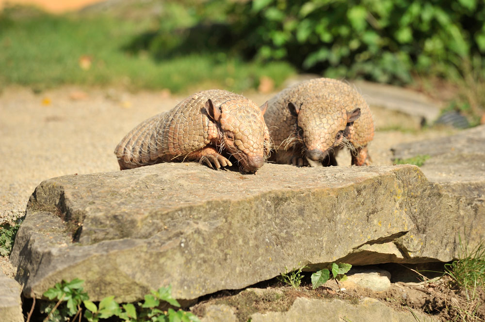 Wilma und Fred, die beiden Gürteltiere aus dem Zoo Hannover.